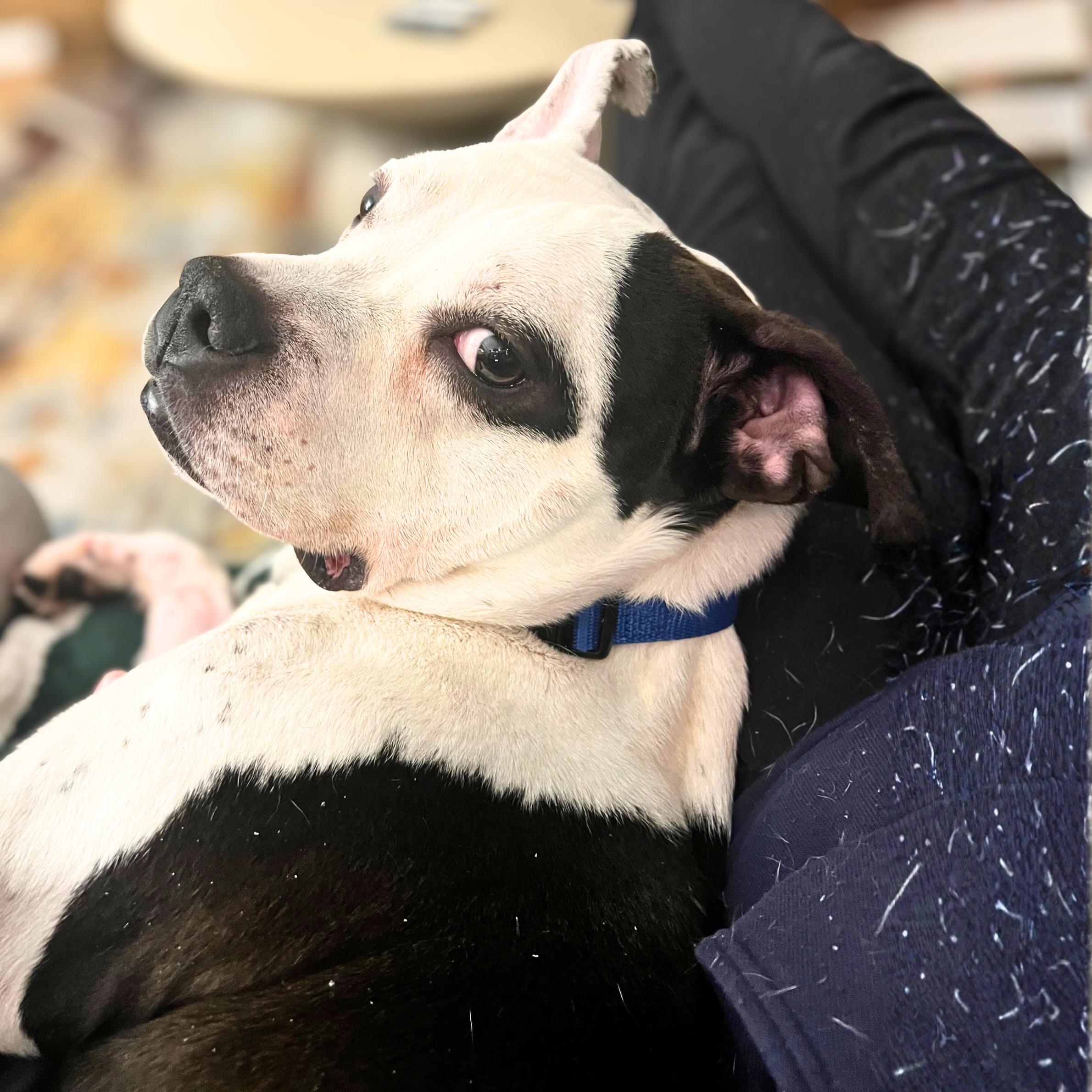 Witness, a ADOPTABLE mixed breed in New York, NY image 3/6