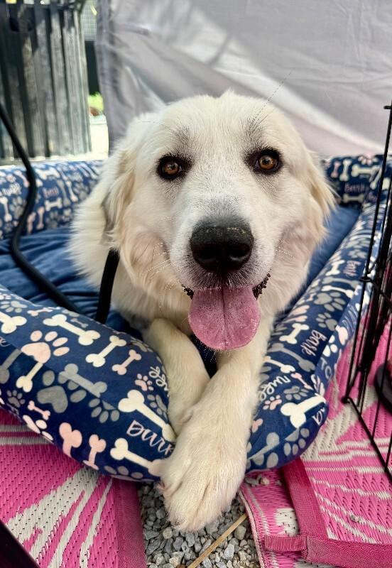 Guinevere, Adoptable, Adult Female Great Pyrenees.
