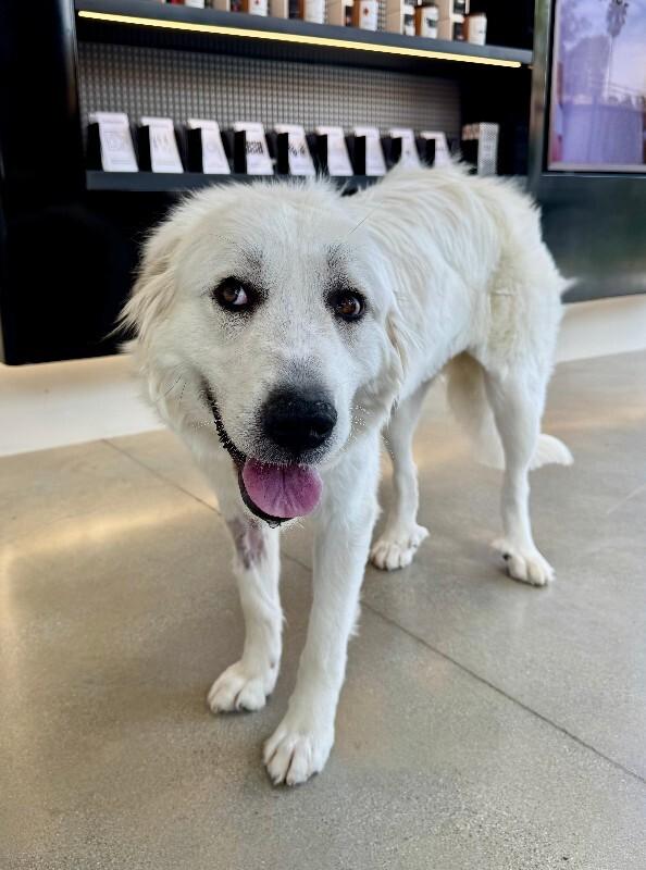 Enlarge Guinevere, a Adoptable Great Pyrenees in Valley Village, CA image 2/6