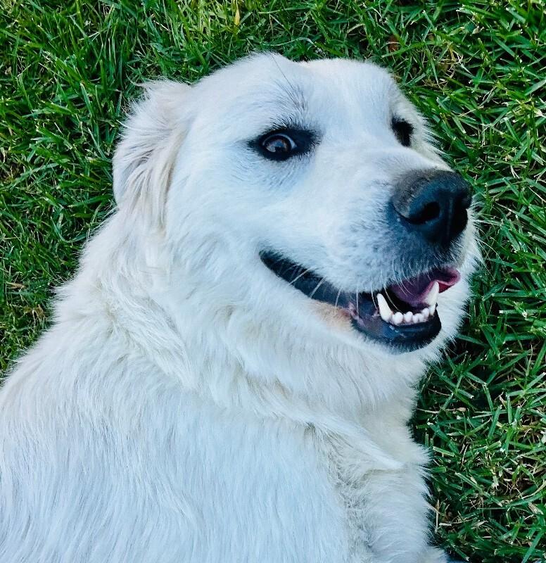 Enlarge Guinevere, a Adoptable Great Pyrenees in Valley Village, CA image 3/6