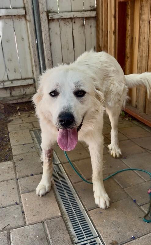 Enlarge Guinevere, a Adoptable Great Pyrenees in Valley Village, CA image 5/6