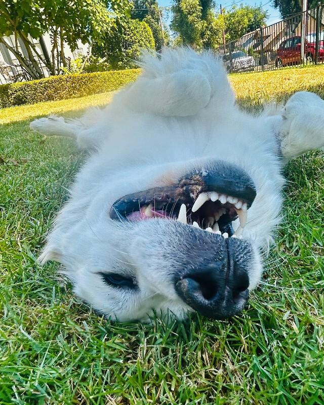 Enlarge Guinevere, a Adoptable Great Pyrenees in Valley Village, CA image 6/6