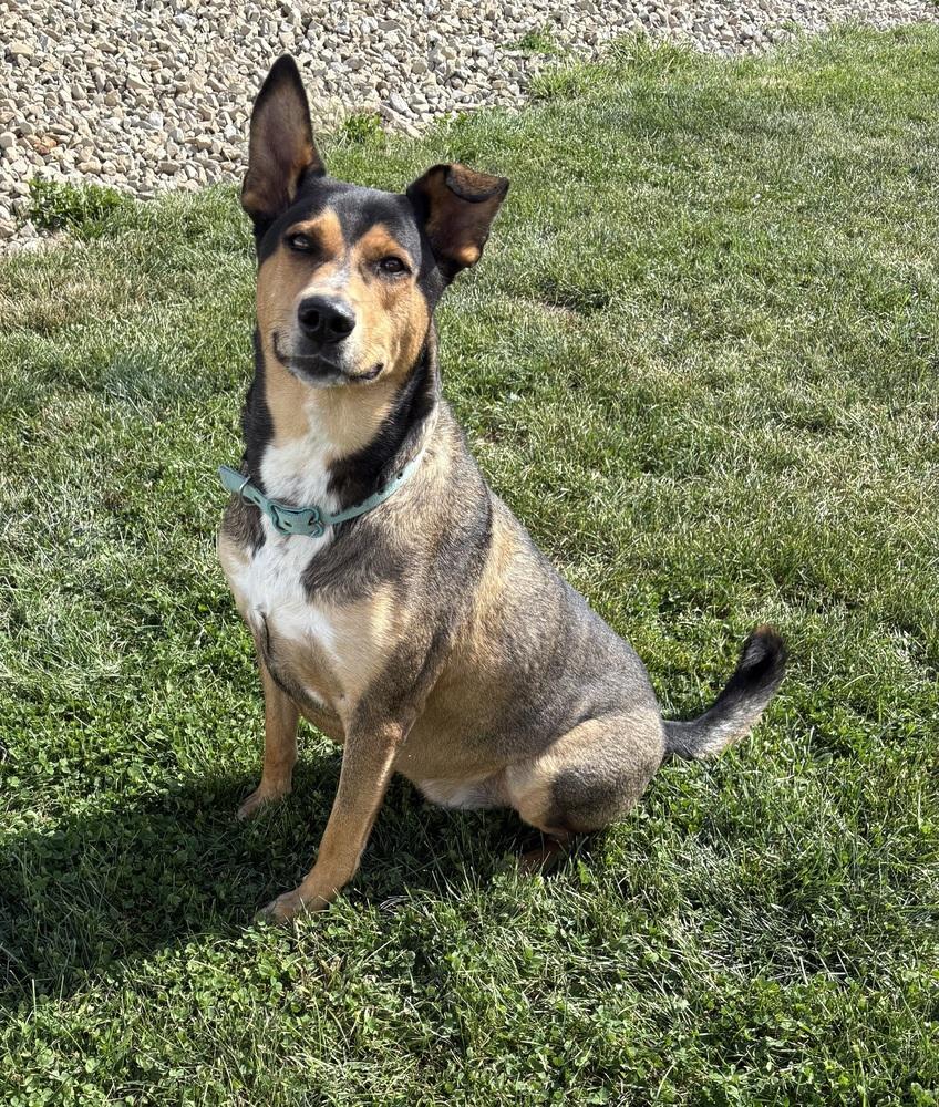 Enlarge BURT: $0 Adoption Fee!, a Adoptable mixed breed in Rochester, IN image 1/6