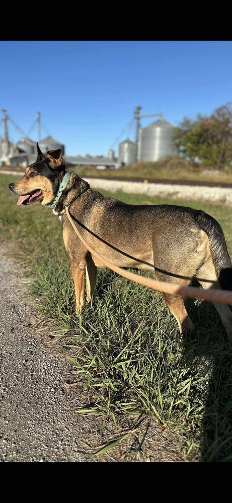 Enlarge BURT: $0 Adoption Fee!, a Adoptable mixed breed in Rochester, IN image 2/6