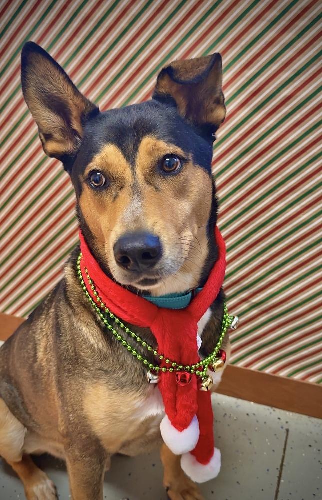 Enlarge BURT: $0 Adoption Fee!, a Adoptable mixed breed in Rochester, IN image 3/6