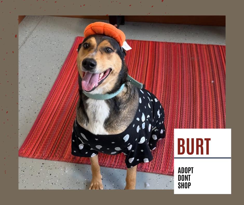 Enlarge BURT: $0 Adoption Fee!, a Adoptable mixed breed in Rochester, IN image 4/6
