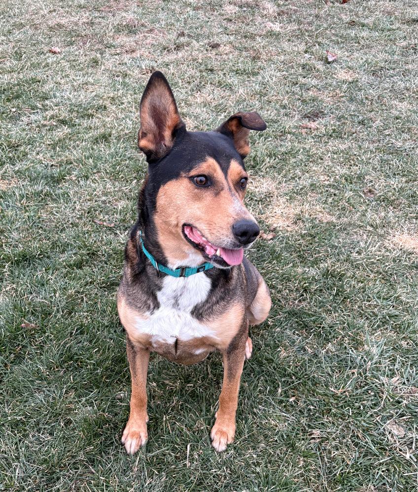 Enlarge BURT: $0 Adoption Fee!, a Adoptable mixed breed in Rochester, IN image 5/6