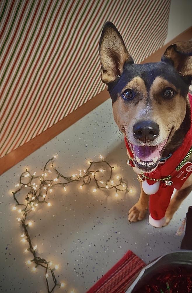 Enlarge BURT: $0 Adoption Fee!, a Adoptable mixed breed in Rochester, IN image 6/6