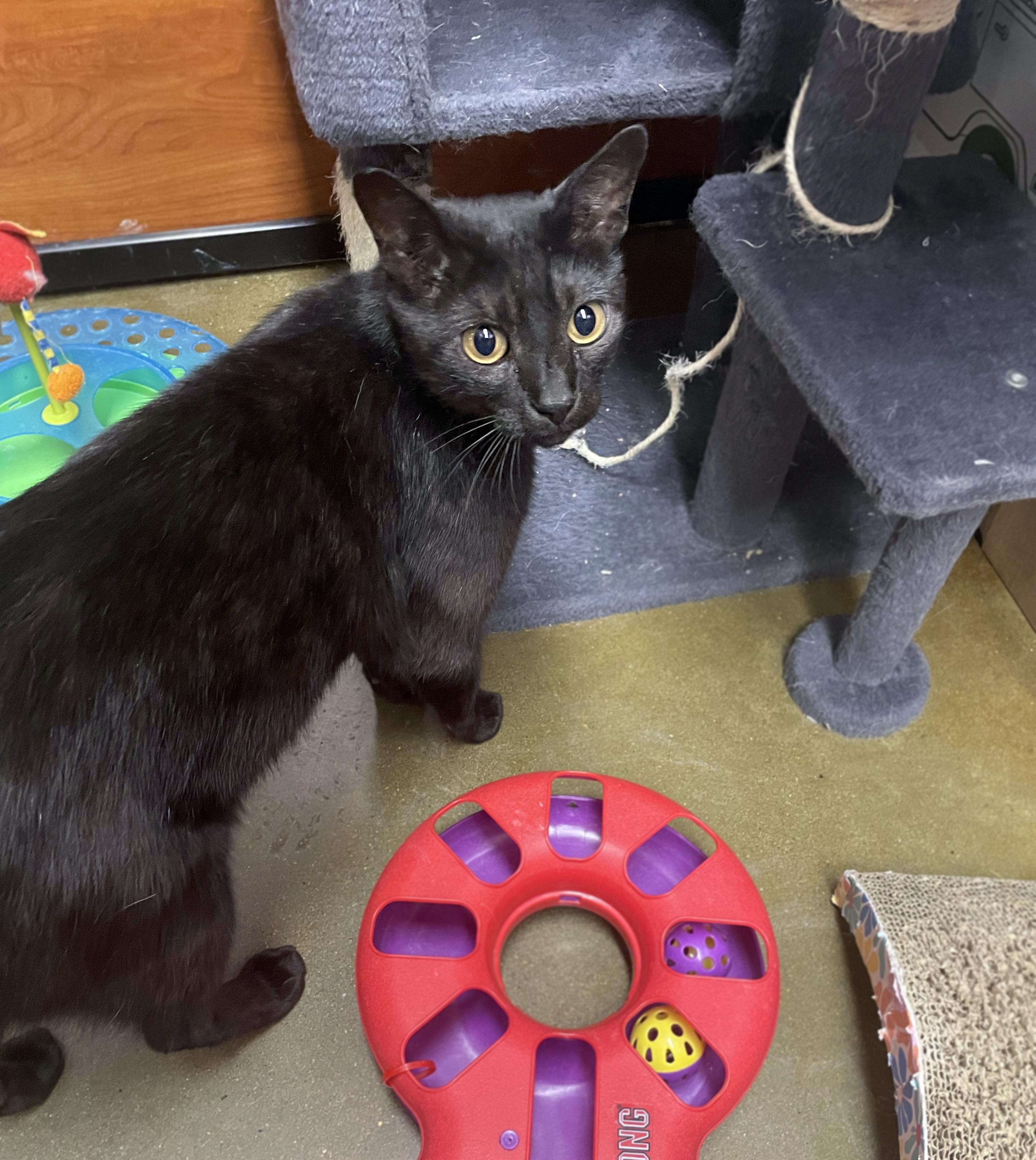 Cinnamon Roll, an adoptable Domestic Short Hair in Centerville, UT image 5/5