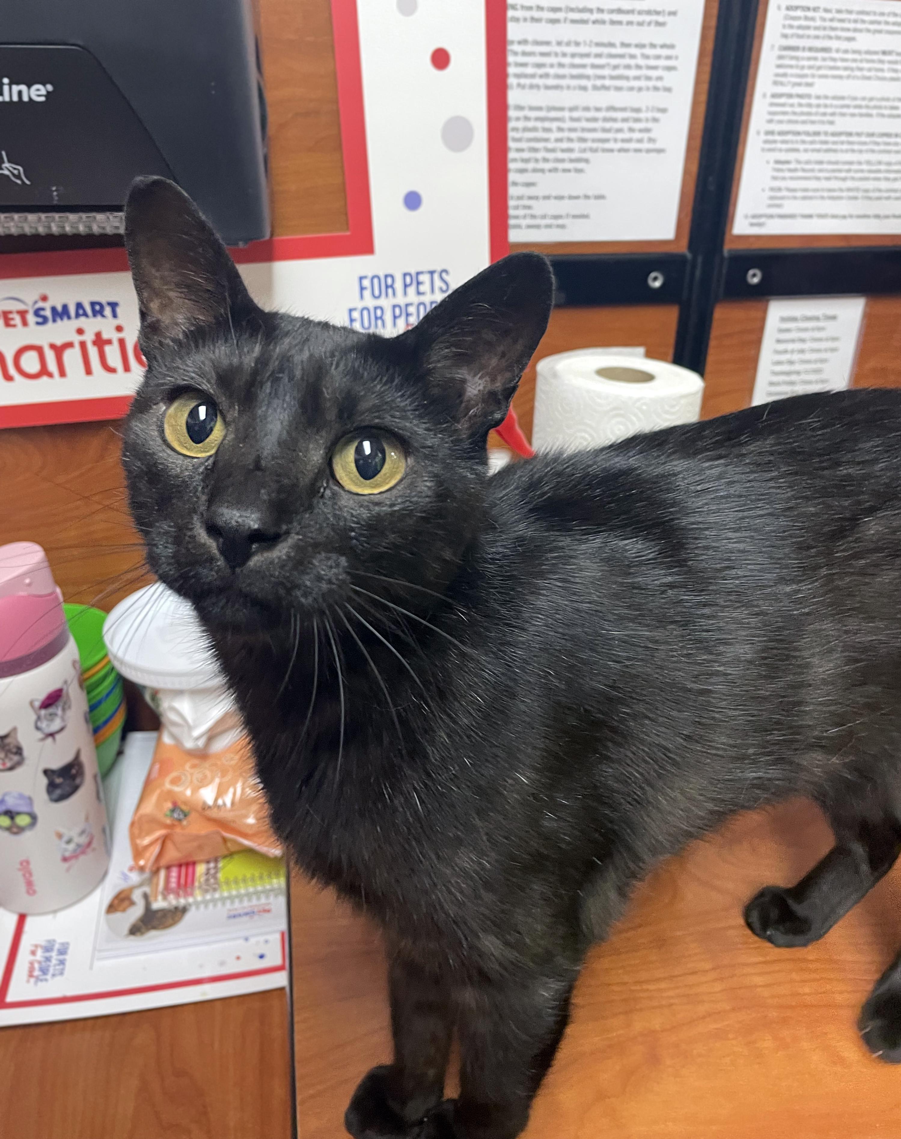 Cinnamon Roll, an adoptable Domestic Short Hair in Centerville, UT image 3/5