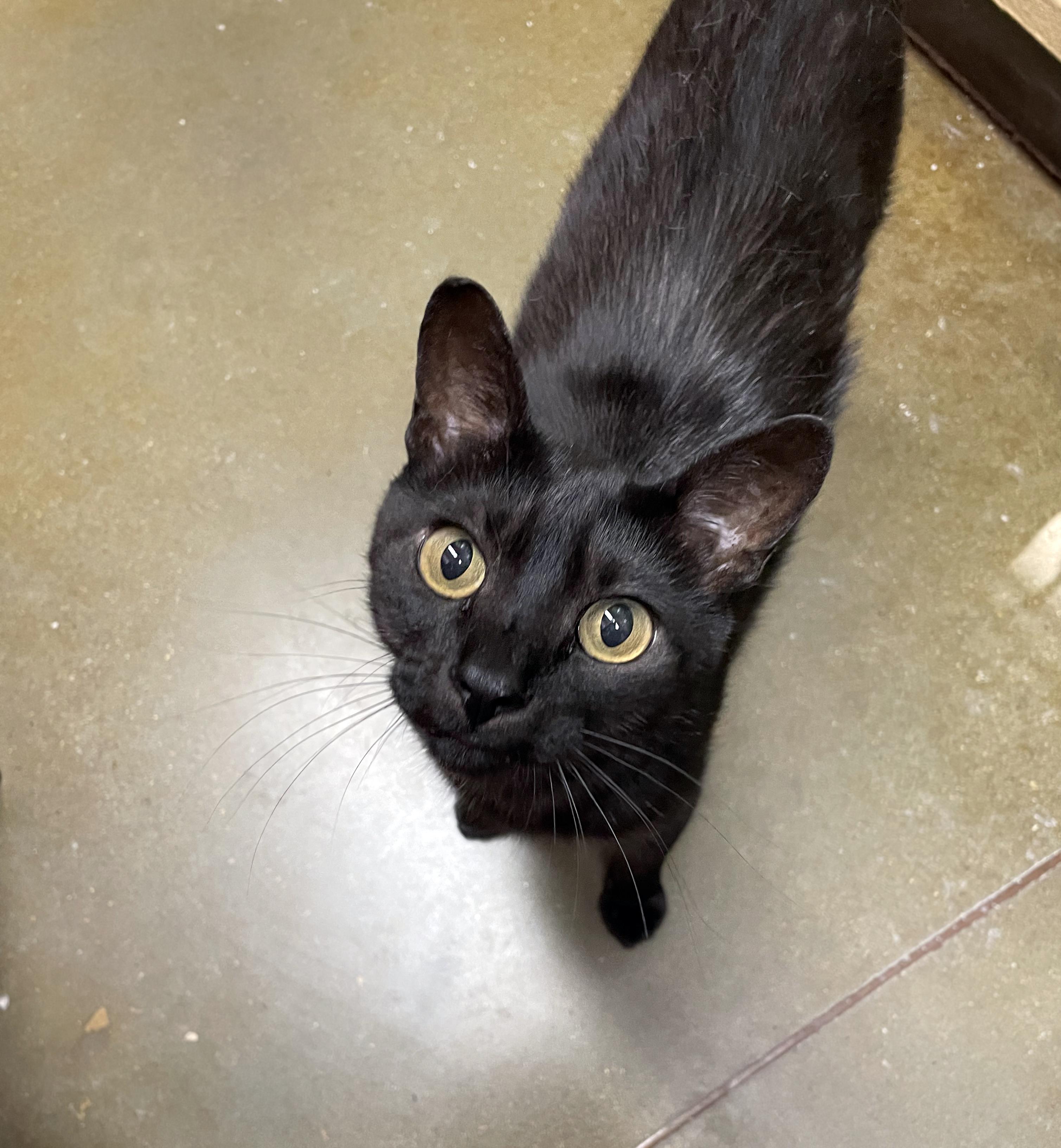 Cinnamon Roll, an adoptable Domestic Short Hair in Centerville, UT image 2/5