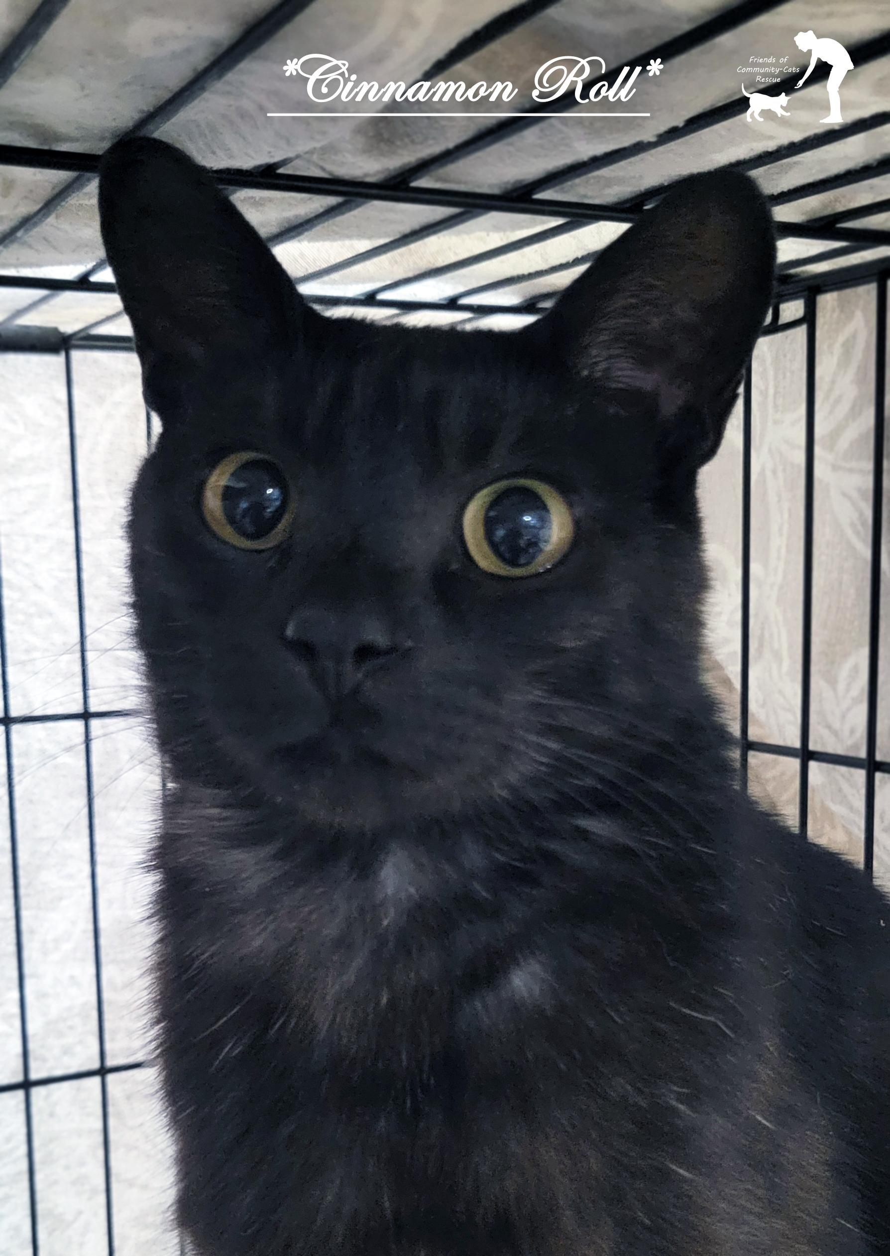 Cinnamon Roll, ADOPTABLE, Adult Female Domestic Short Hair.
