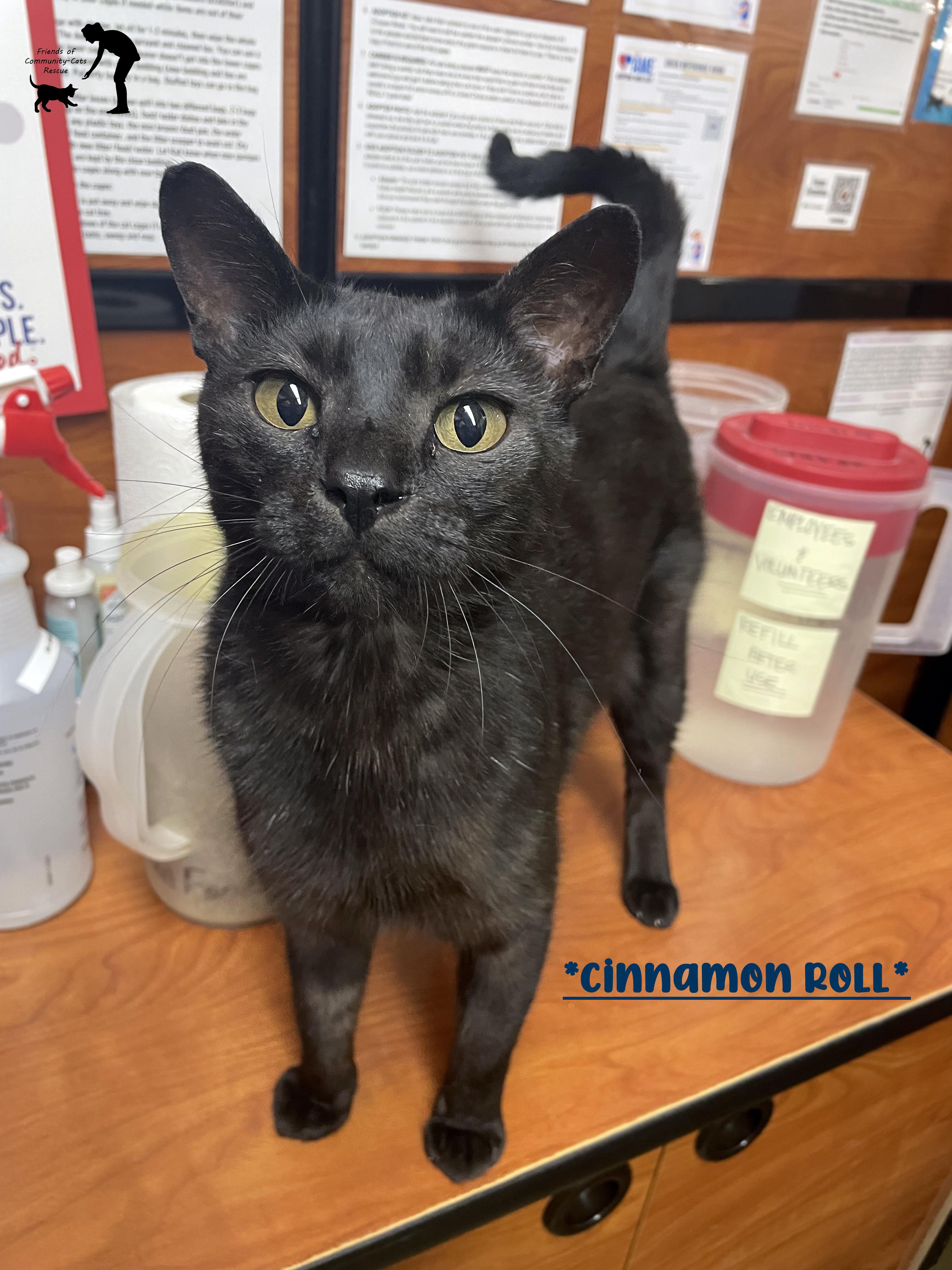 Cinnamon Roll, adoptable, Adult Male Domestic Short Hair.