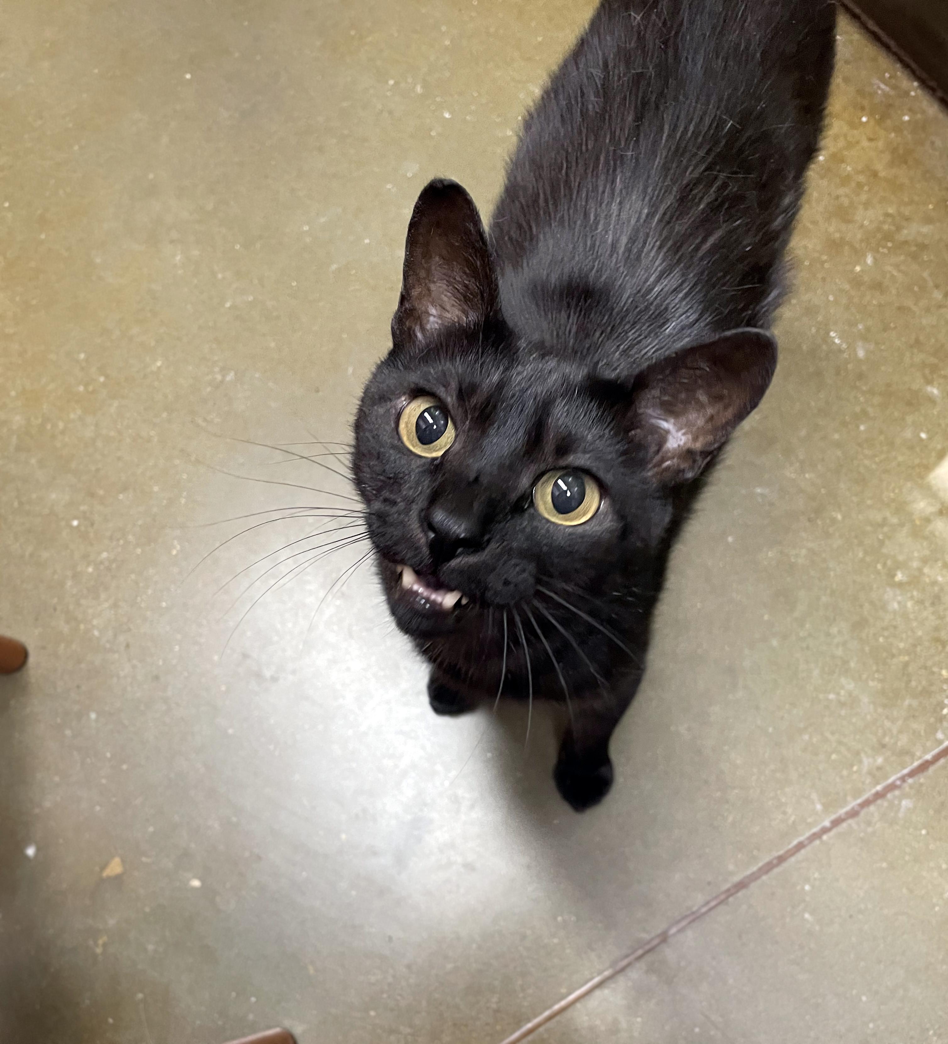Cinnamon Roll, an adoptable Domestic Short Hair in Centerville, UT image 4/5