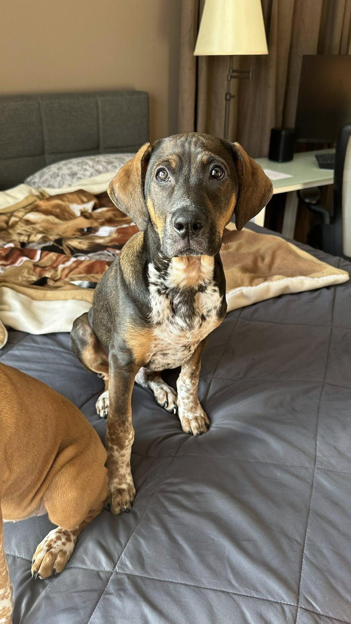 Cosmo, adopted, Puppy Male Coonhound.
