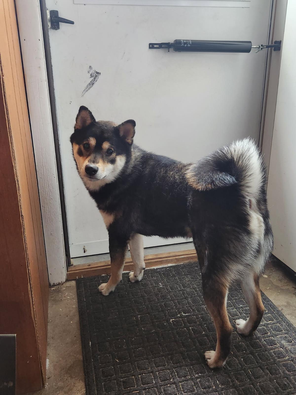 Enlarge Jackson, a ADOPTABLE Shiba Inu in Toms River, NJ image 4/4