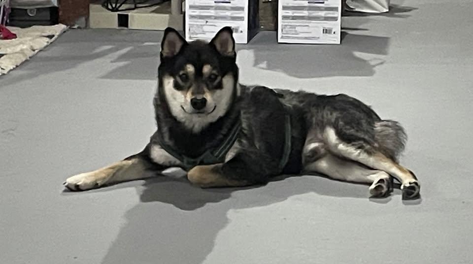 Jackson, ADOPTABLE, Young Male Shiba Inu.
