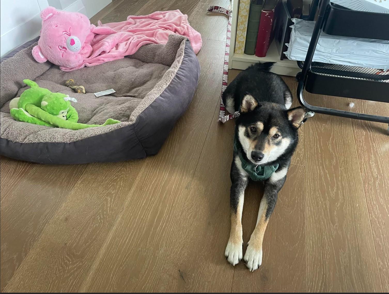 Enlarge Jackson, a ADOPTABLE Shiba Inu in Toms River, NJ image 2/4