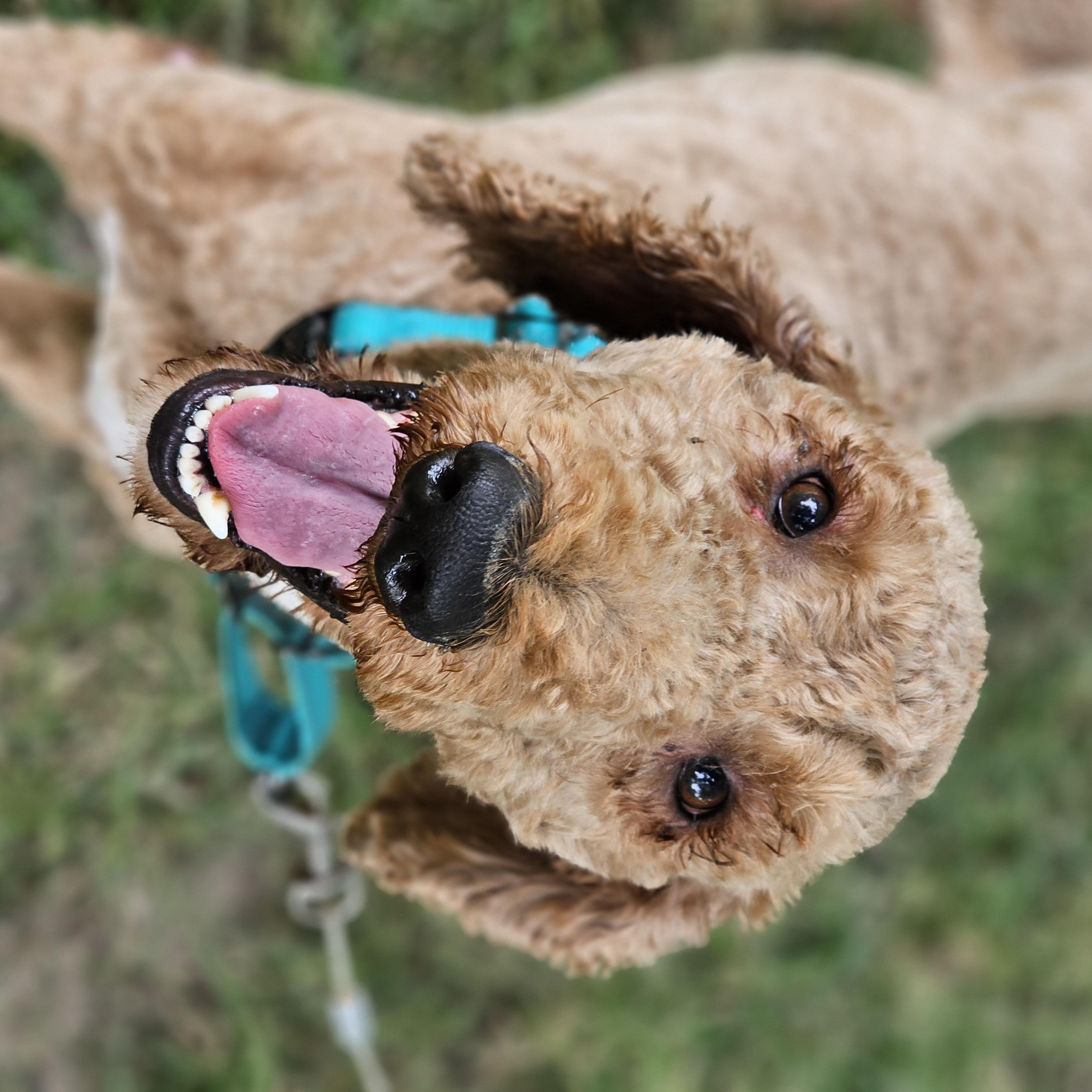 Milo Springfield, a Adoptable Goldendoodle in Springfield , IL image 3/5