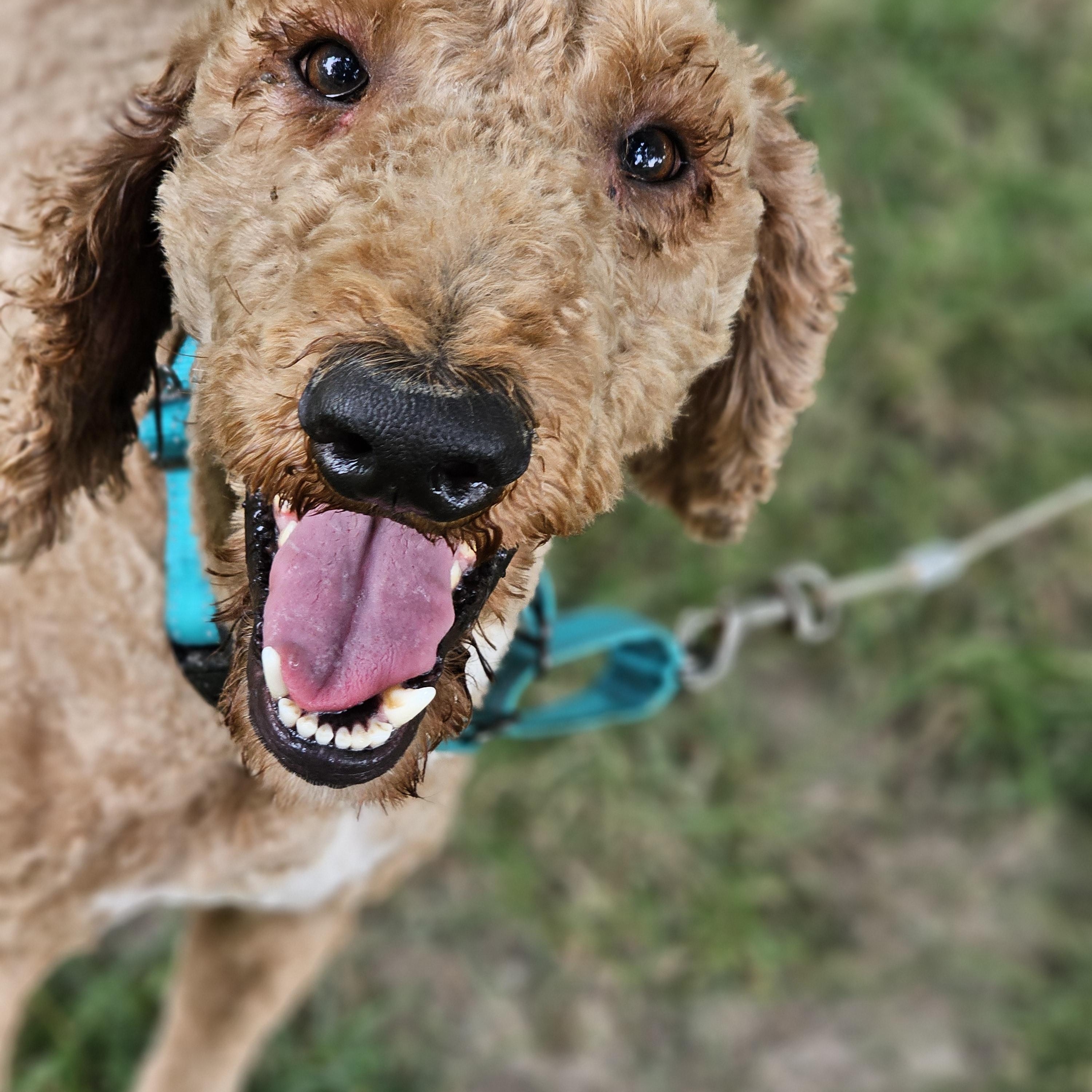 Milo Springfield, a Adoptable Goldendoodle in Springfield , IL image 5/5