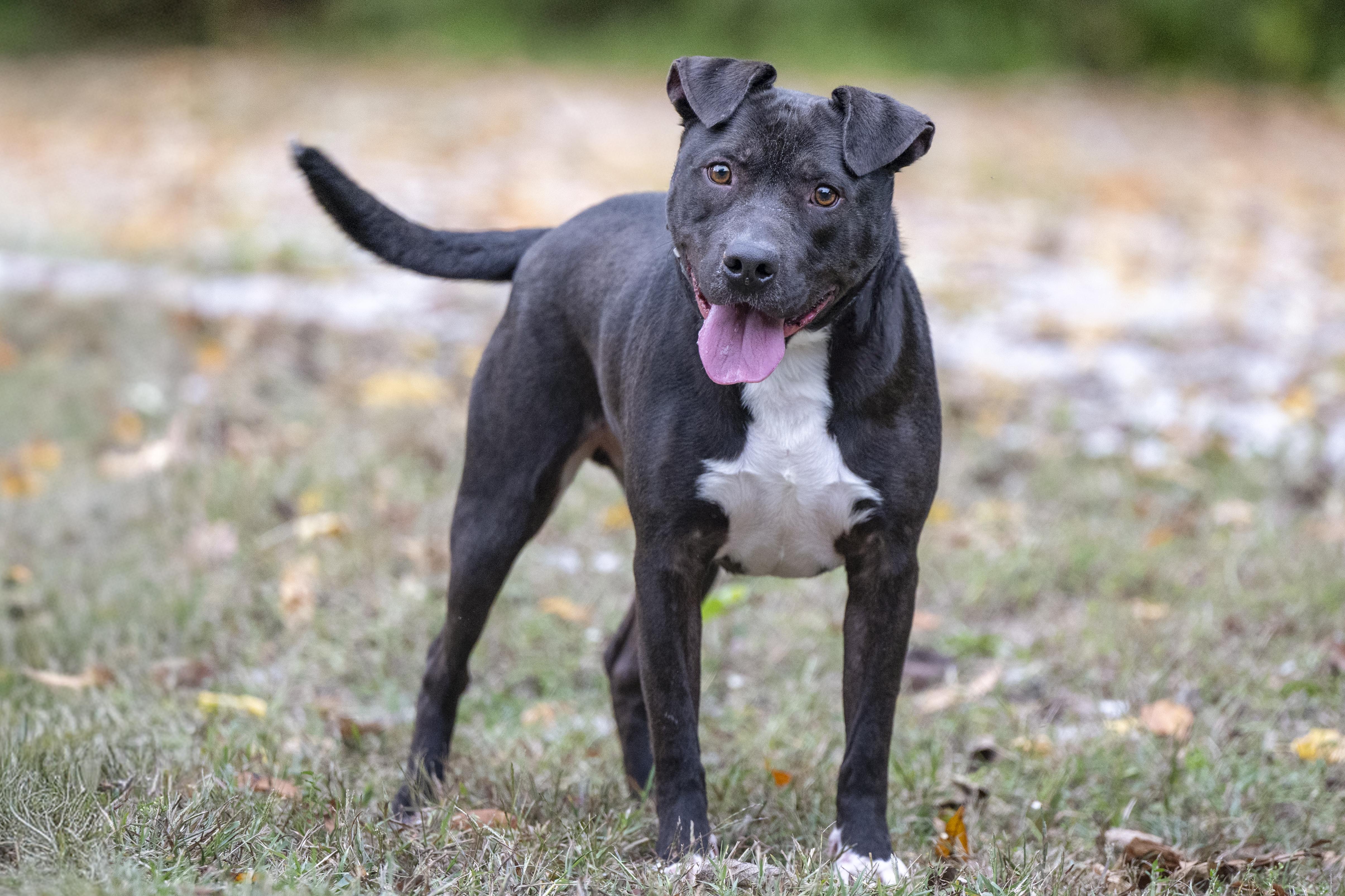 Marbles, Adoptable, Adult Male Pit Bull Terrier.