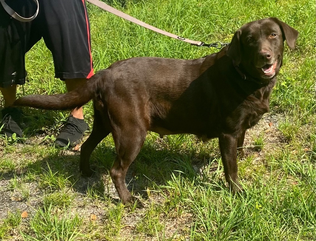 Betsy, Adopted, Adult Female Labrador Retriever.
