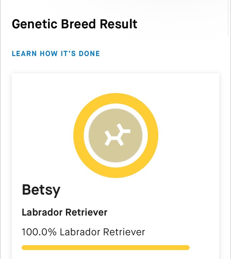 Betsy, Adopted, Adult Female Labrador Retriever.