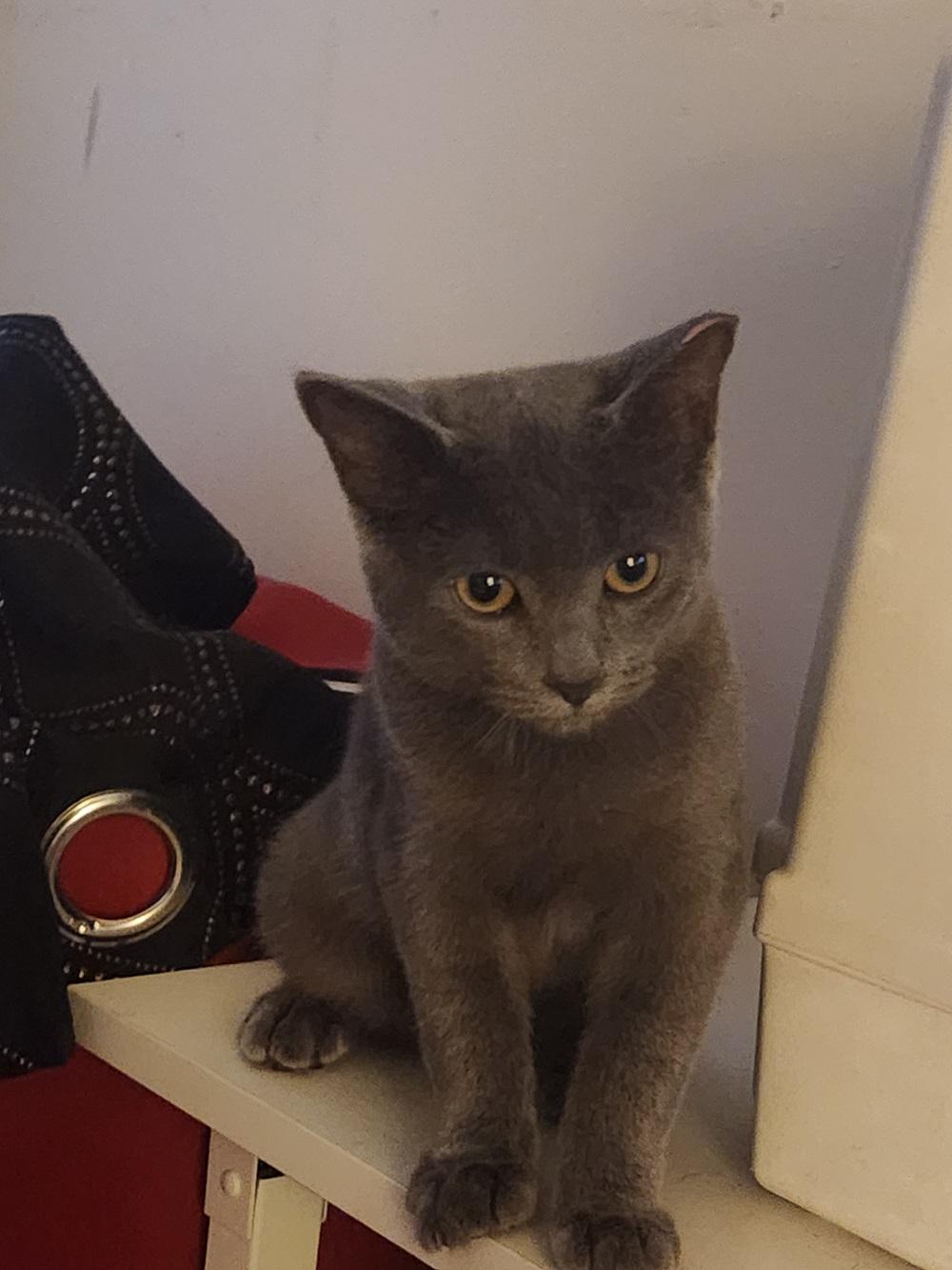 Enlarge Josephine, an adopted American Shorthair in Brooklyn, NY image 3/3