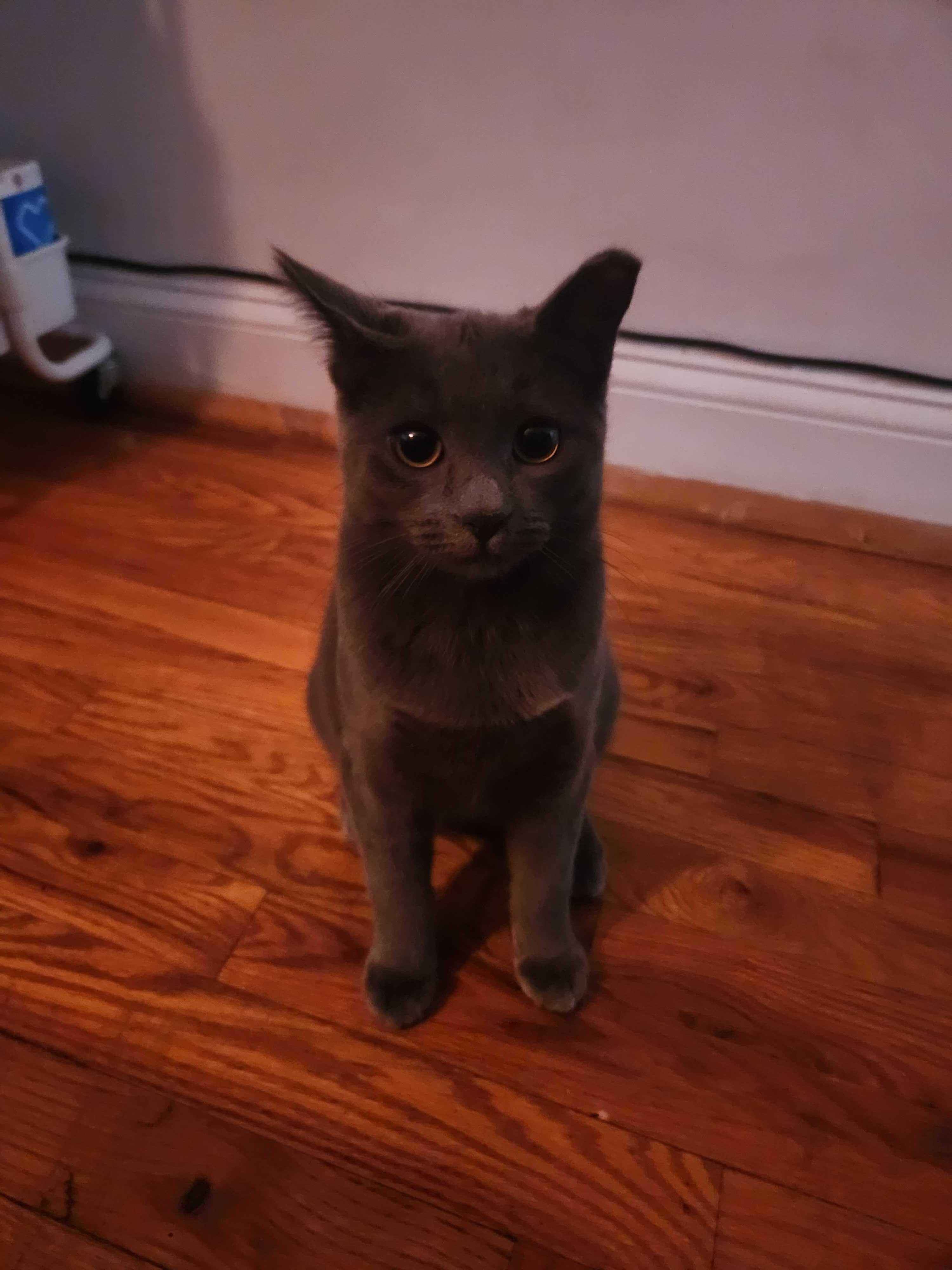 Enlarge Josephine, an adopted American Shorthair in Brooklyn, NY image 2/3