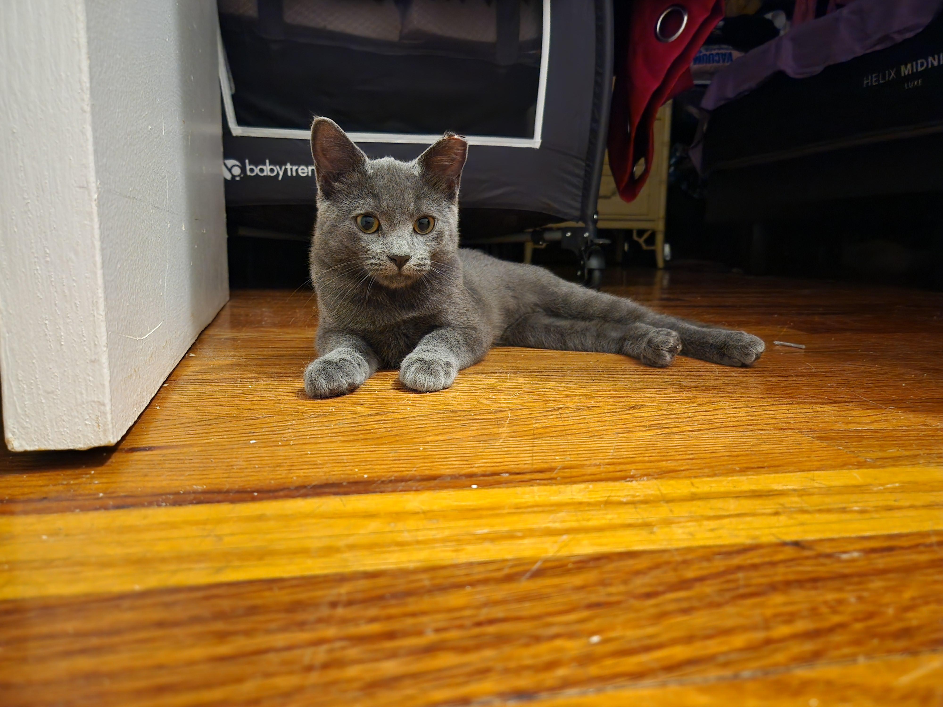 Josephine, ADOPTABLE, Young Female American Shorthair.