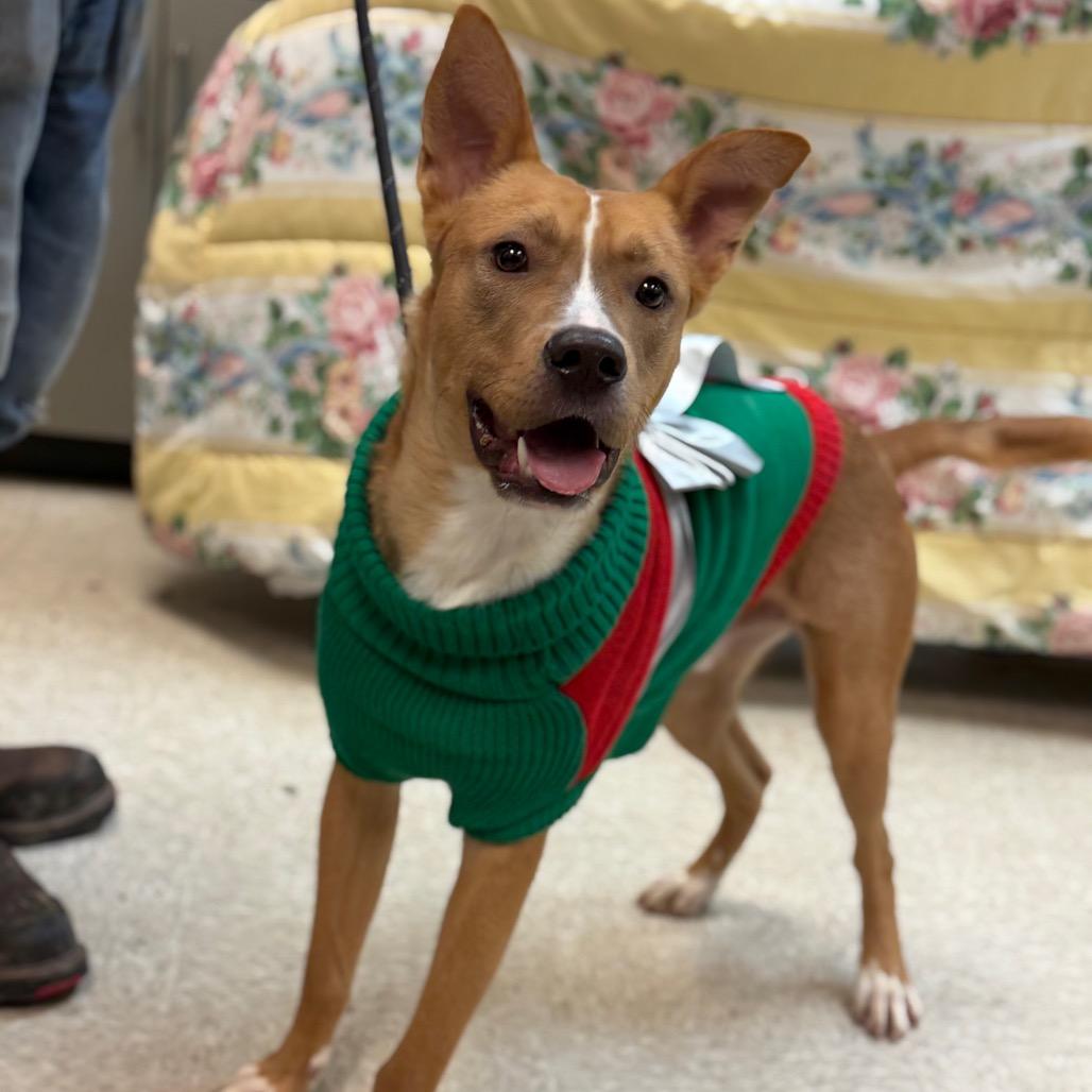 Graham Cracker Crust 2652, a Adoptable Mixed Breed in Columbus, GA image 2/6