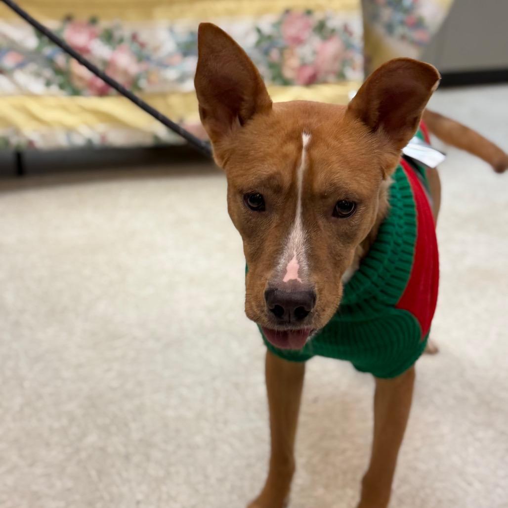 Graham Cracker Crust 2652, a Adoptable Mixed Breed in Columbus, GA image 3/6