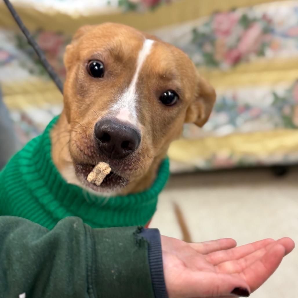 Graham Cracker Crust 2652, a Adoptable Mixed Breed in Columbus, GA image 4/6