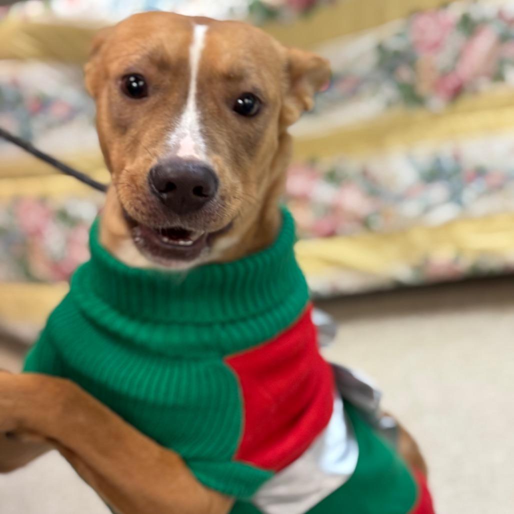 Graham Cracker Crust 2652, a Adoptable Mixed Breed in Columbus, GA image 5/6