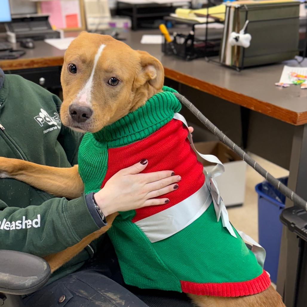 Graham Cracker Crust 2652, a Adoptable Mixed Breed in Columbus, GA image 6/6