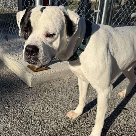 Bandit, Adoptable, Adult Male American Bulldog.