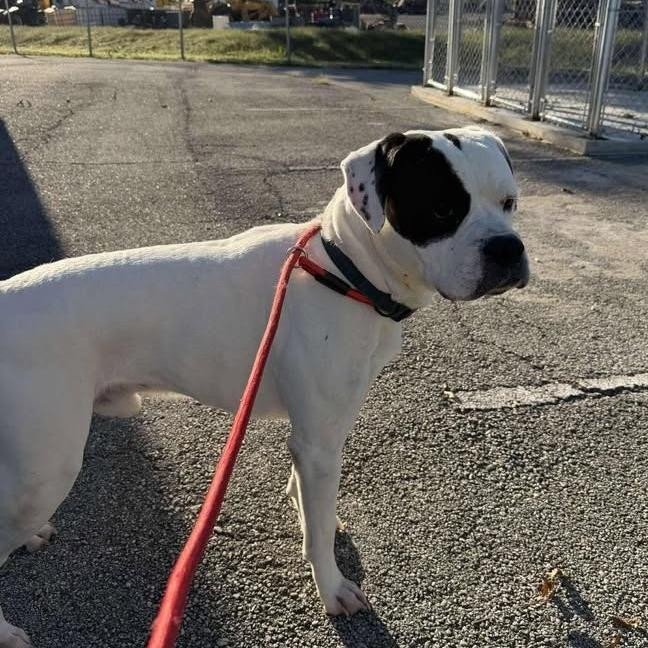 Enlarge Bandit, a Adoptable American Bulldog in Vinita, OK image 2/5