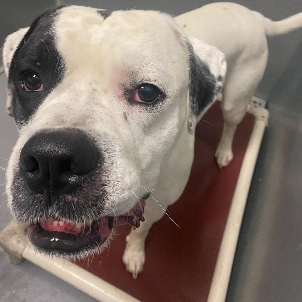 Enlarge Bandit, a Adoptable American Bulldog in Vinita, OK image 3/5