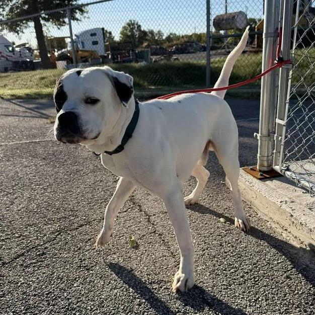 Enlarge Bandit, a Adoptable American Bulldog in Vinita, OK image 4/5