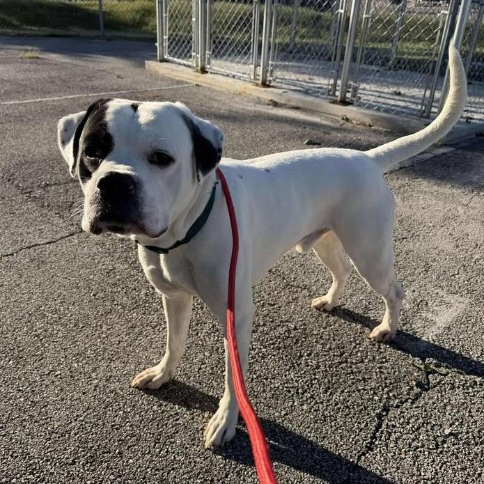 Enlarge Bandit, a Adoptable American Bulldog in Vinita, OK image 5/5