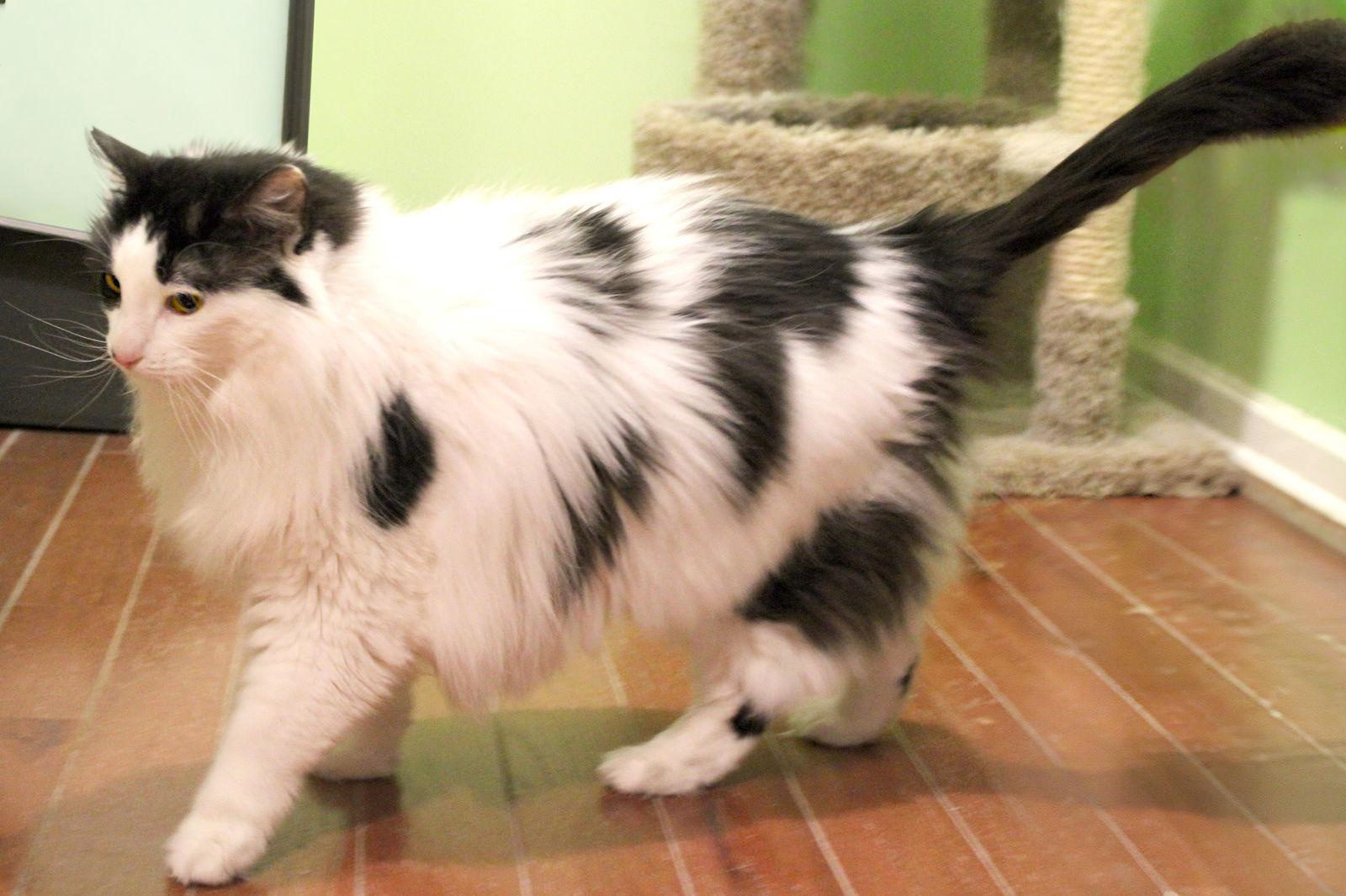 Enlarge Milady, a Adoptable mixed breed in Buford, GA image 1/3