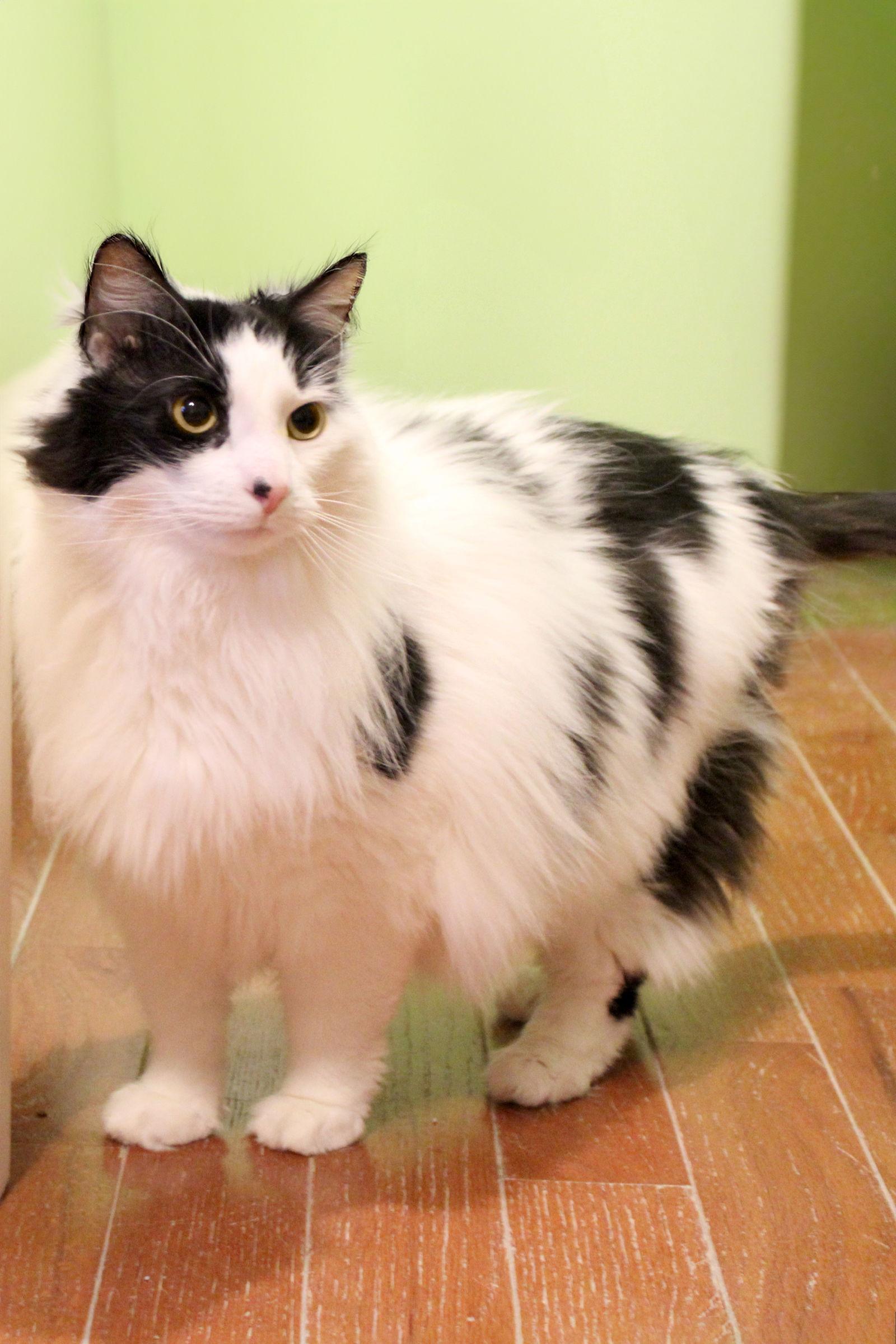 Enlarge Milady, a Adoptable mixed breed in Buford, GA image 2/3