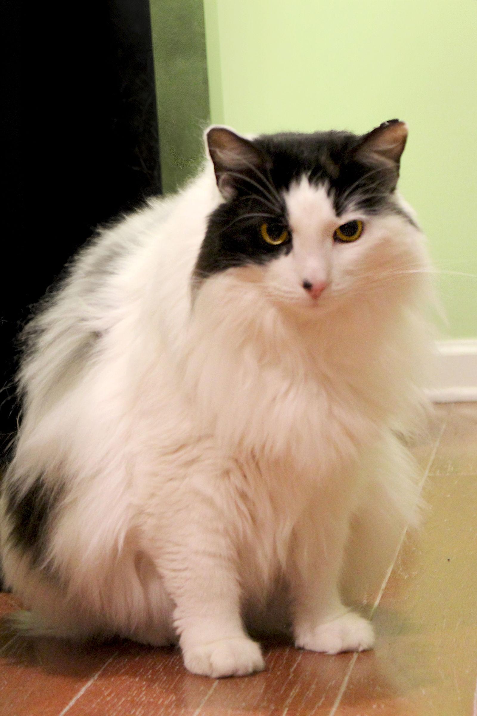 Enlarge Milady, a Adoptable mixed breed in Buford, GA image 3/3