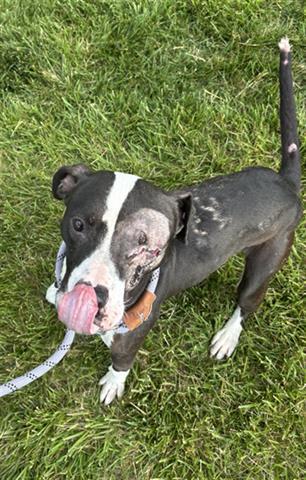 MARBLE, Adoptable, Young Female Pit Bull Terrier.