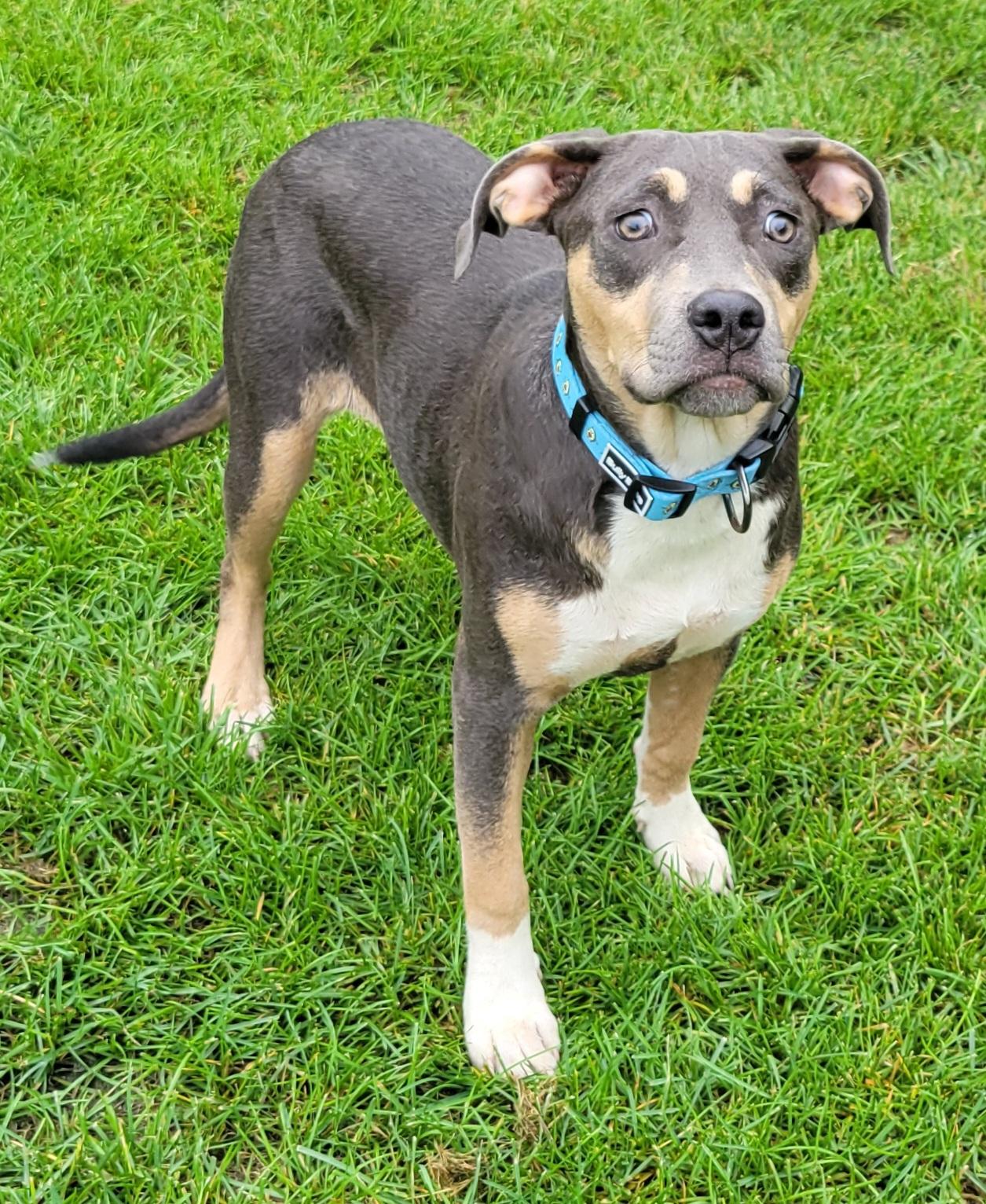 Enlarge June, a Adoptable mixed breed in Elwood, NJ image 2/5