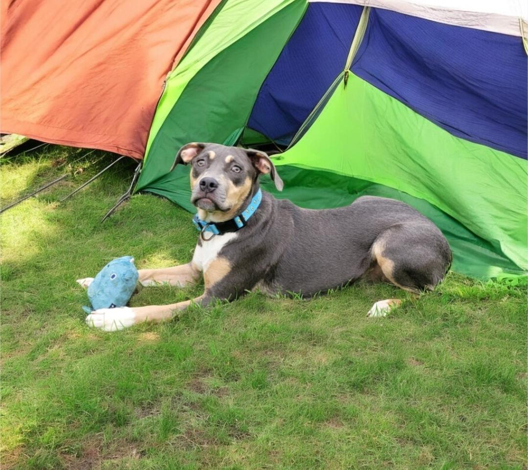 June, Adoptable, Young Female Pit Bull Terrier.