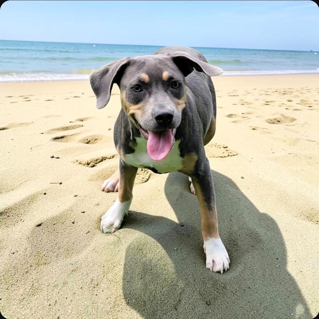 Enlarge June, a Adoptable mixed breed in Elwood, NJ image 3/5