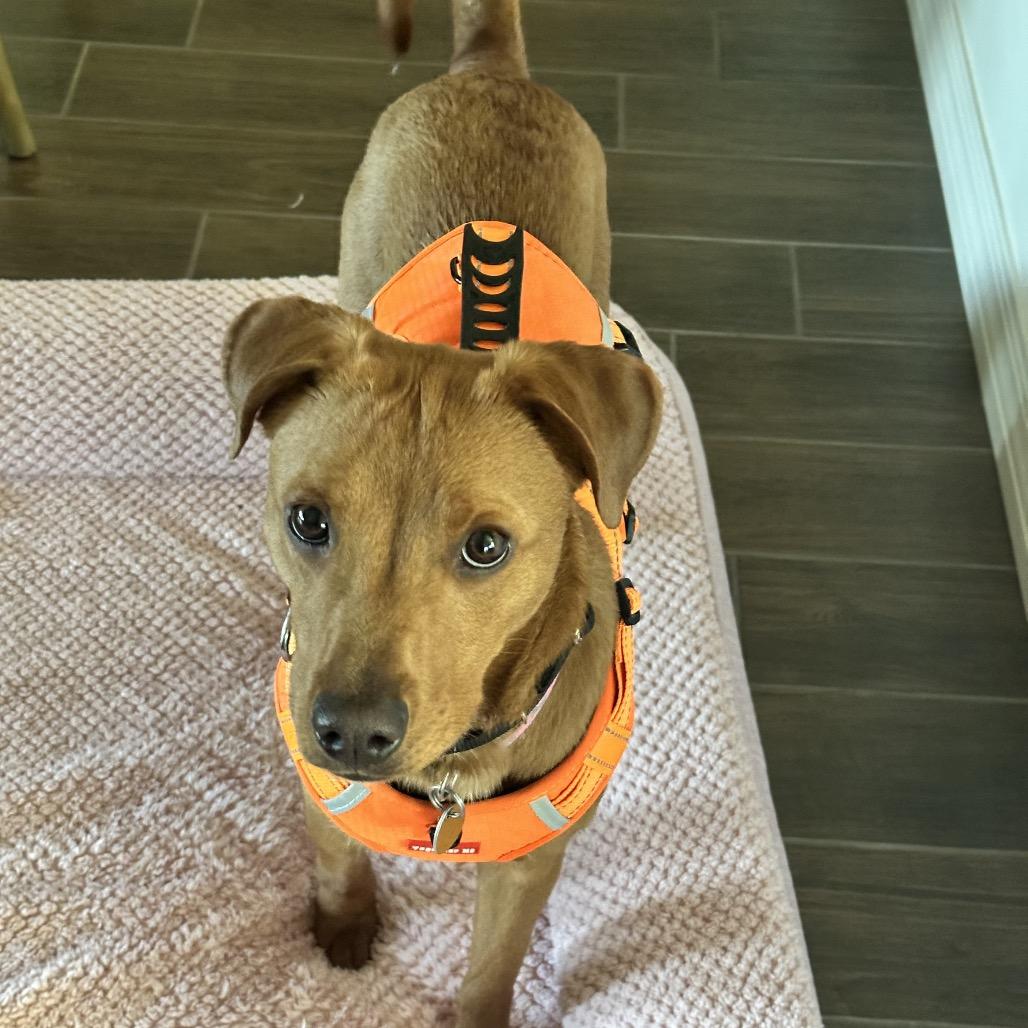 Enlarge Michi, a Adoptable Mixed Breed in Prescott, AZ image 1/6