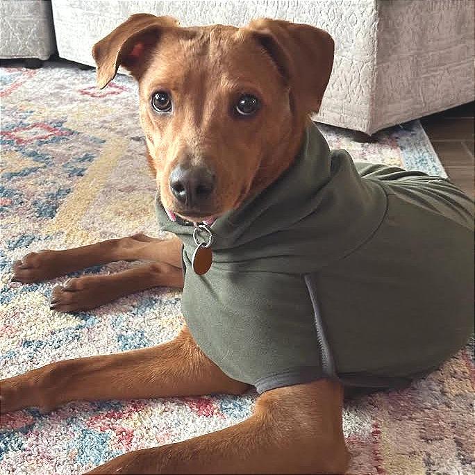 Enlarge Michi, a Adoptable Mixed Breed in Prescott, AZ image 1/6