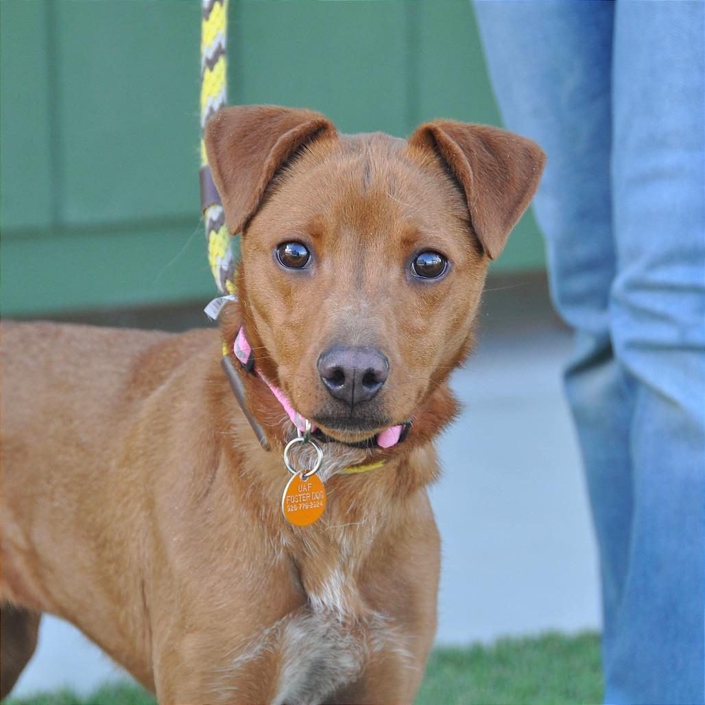 Enlarge Michi, a Adoptable Mixed Breed in Prescott, AZ image 2/6